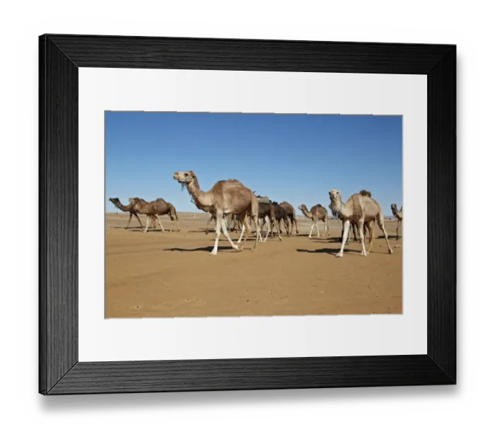 Framed Print : Dromedary Camel (Camelus dromedarius) adults, herd walking in desert, Erg Chebbi, Morocco, february Framed Print : Dromedary Camel (Camelus dromedarius) adults, herd walking in desert, Erg Chebbi, Morocco, february