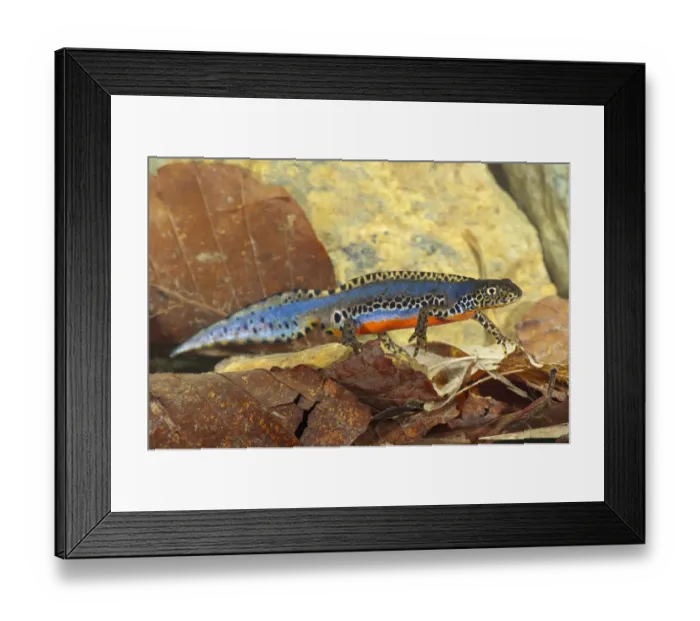 Framed Print : Alpine Newt (Mesotriton alpestris) adult male, in breeding colour, on leaf litter underwater, Italy, may Framed Print : Alpine Newt (Mesotriton alpestris) adult male, in breeding colour, on leaf litter underwater, Italy, may