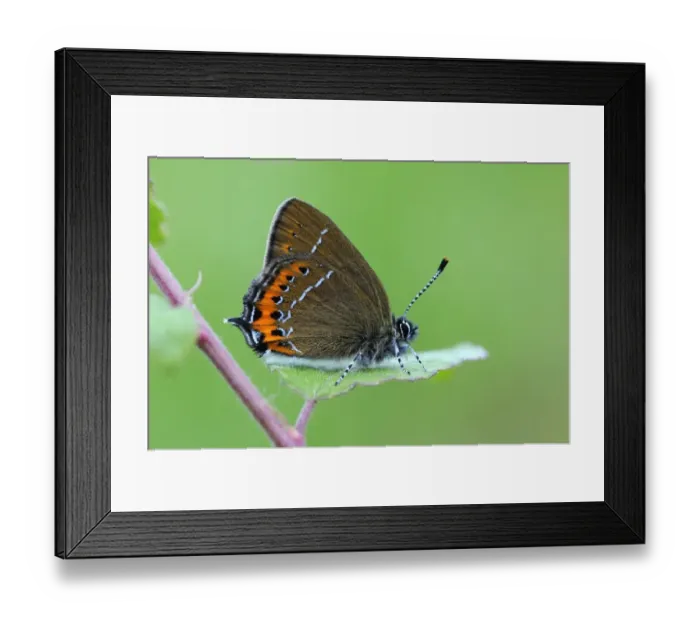 Framed Print : Black Hairstreak (Satyrium pruni) adult, resting on blackthorn leaf, England Framed Print : Black Hairstreak (Satyrium pruni) adult, resting on blackthorn leaf, England