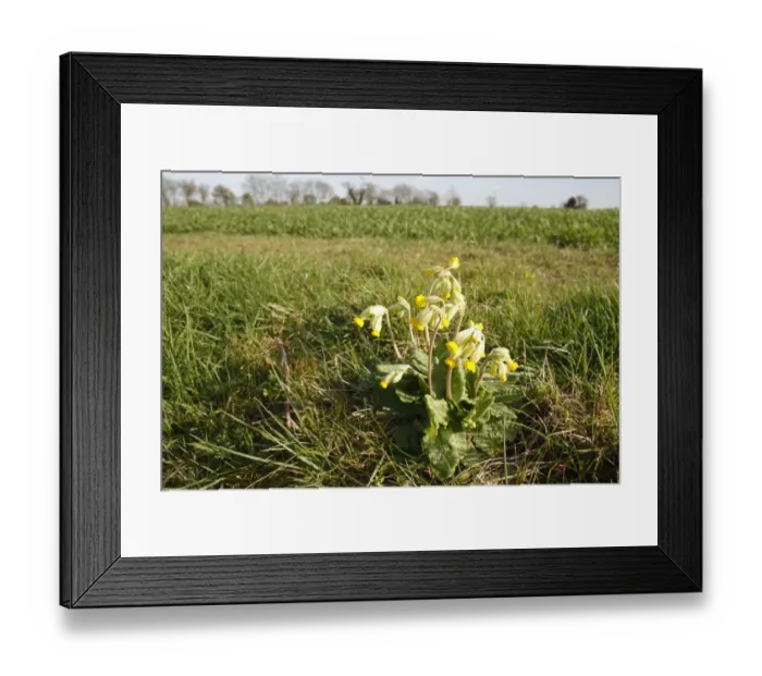 Framed Print : Cowslip (Primula veris) flowering, growing at edge of footpath beside arable field, Bacton, Suffolk, England, april Framed Print : Cowslip (Primula veris) flowering, growing at edge of footpath beside arable field, Bacton, Suffolk, England, april