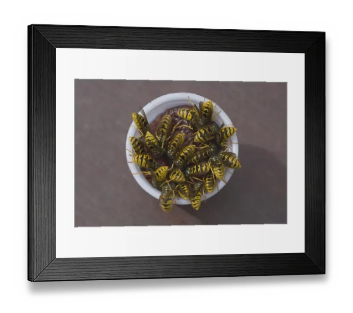 Framed Print : Common Wasp (Vespula vulgaris) adults, group feeding on jam from plastic pot, on picnic bench, Dunwich, Suffolk, England, august