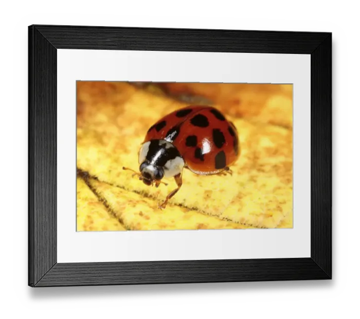 Framed Print : Harlequin Ladybird (Harmonia axyridis succinea) introduced pest species, adult, resting on leaf, Powys, Wales, november Framed Print : Harlequin Ladybird (Harmonia axyridis succinea) introduced pest species, adult, resting on leaf, Powys, Wales, november