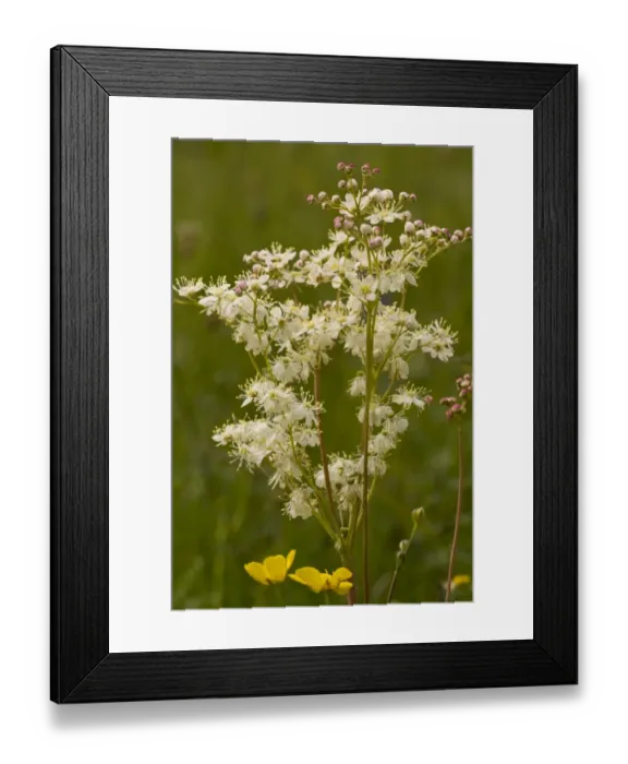 Framed Print : Dropwort (Filipendula vulgaris) flowering, growing in limestone grassland, Slovenia, june