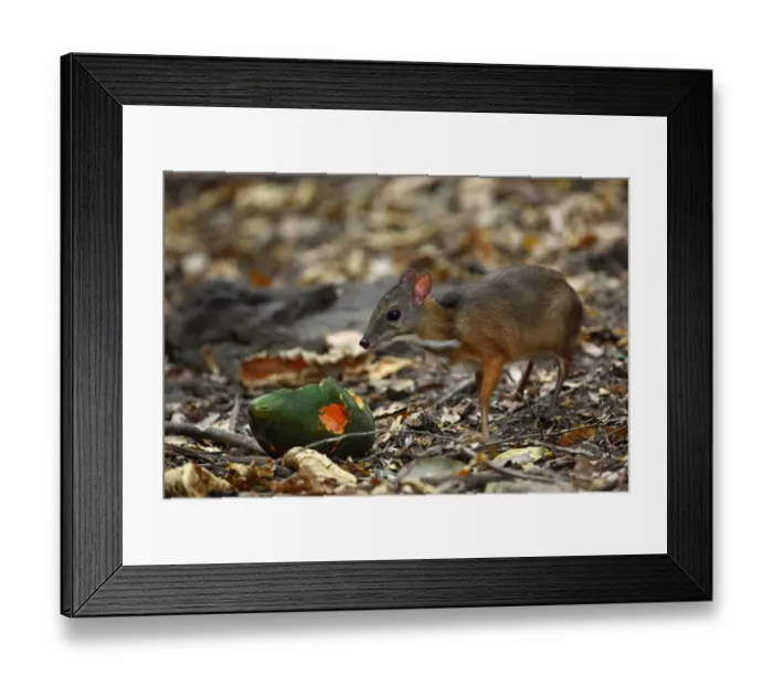 Framed Print : Lesser Mouse-deer (Tragulus kanchil) fawn, feeding on fallen fruit in forest clearing, Kaeng Krachan N. P. Thailand, february Framed Print : Lesser Mouse-deer (Tragulus kanchil) fawn, feeding on fallen fruit in forest clearing, Kaeng Krachan N. P. Thailand, february