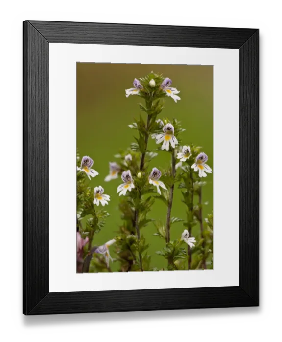 Framed Print : Common Eyebright (Euphrasia nemorosa) flowering, growing on limestone grassland, Dorset, England, september Framed Print : Common Eyebright (Euphrasia nemorosa) flowering, growing on limestone grassland, Dorset, England, september