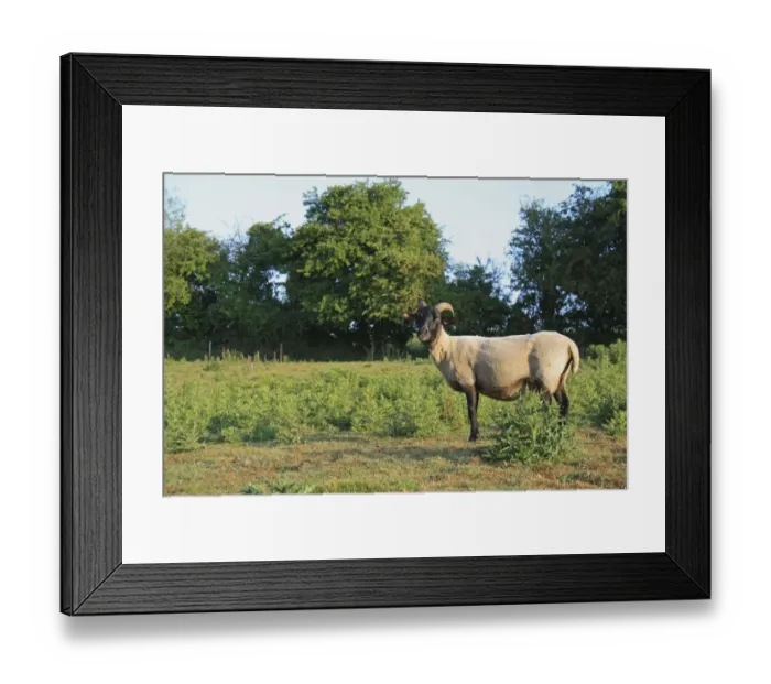Framed Print : Domestic Sheep, Norfolk Horn ewe, recently shorn, standing amongst thistles in rough pasture, Little Ouse Headwaters Project, The Lows, Blo Norton, Little Ouse Valley, Norfolk, England, june Framed Print : Domestic Sheep, Norfolk Horn ewe, recently shorn, standing amongst thistles in rough pasture, Little Ouse Headwaters Project, The Lows, Blo Norton, Little Ouse Valley, Norfolk, England, june