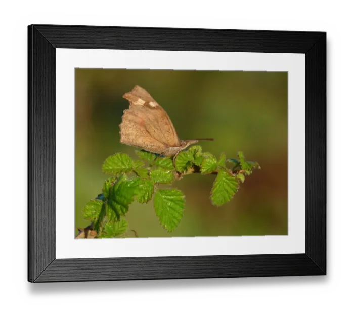 Framed Print : Nettle-tree Butterfly (Libythea celtis) adult, underside, resting on bramble, Greece, april Framed Print : Nettle-tree Butterfly (Libythea celtis) adult, underside, resting on bramble, Greece, april