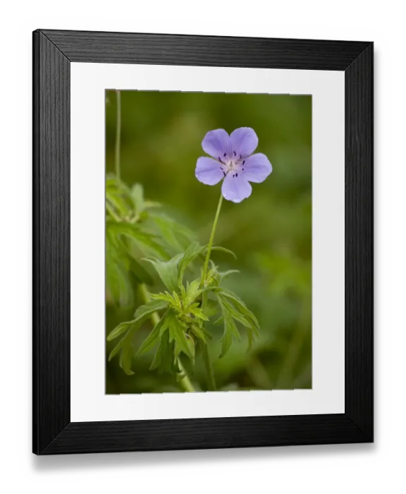 Framed Print : Meadow Cranesbill (Geranium pratense) flowering, Romania, september Framed Print : Meadow Cranesbill (Geranium pratense) flowering, Romania, september