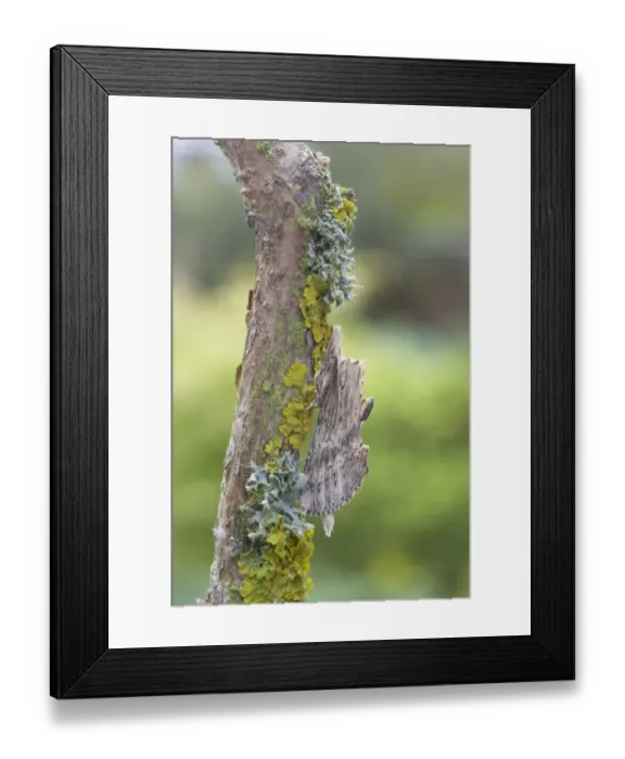 Framed Print : Pale Prominent Moth (Pterostoma palpina) adult, resting on lichen covered twig, Essex, England Framed Print : Pale Prominent Moth (Pterostoma palpina) adult, resting on lichen covered twig, Essex, England