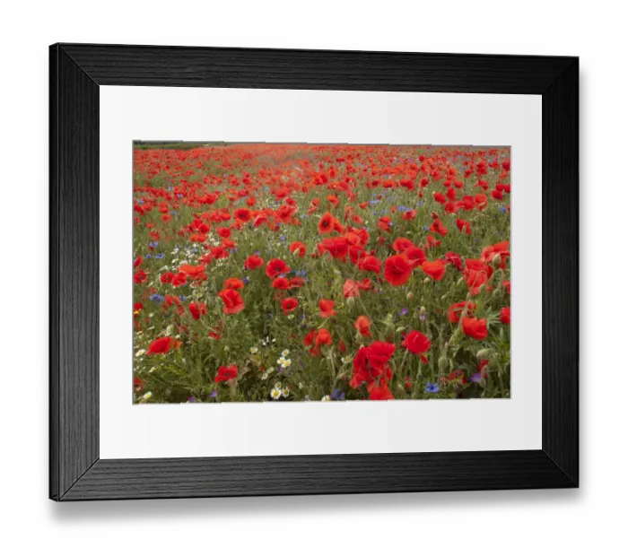 Framed Print : Corn Poppy (Papaver rhoeas) Scentless Mayweed (Tripleurospermum inodorum) and Cornflower (Centaurea cyanus) flowering mass, growing in field, Derbyshire, England, june