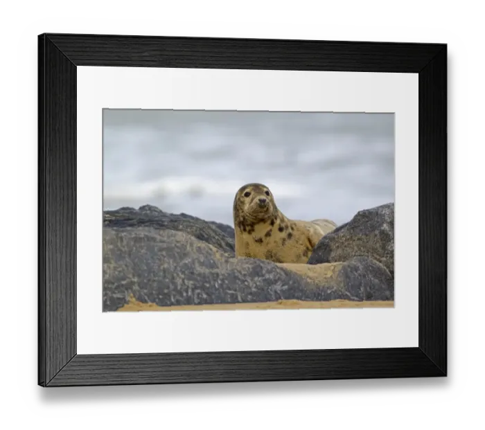 Framed Print : Grey Seal (Halichoerus grypus) adult female, resting amongst rocks on beach, Horsey, Norfolk, England, november Framed Print : Grey Seal (Halichoerus grypus) adult female, resting amongst rocks on beach, Horsey, Norfolk, England, november