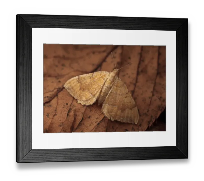 Framed Print : Yellow Shell (Camptogramma bilineata) adult, resting on fallen leaf, Leicestershire, England, august Framed Print : Yellow Shell (Camptogramma bilineata) adult, resting on fallen leaf, Leicestershire, England, august