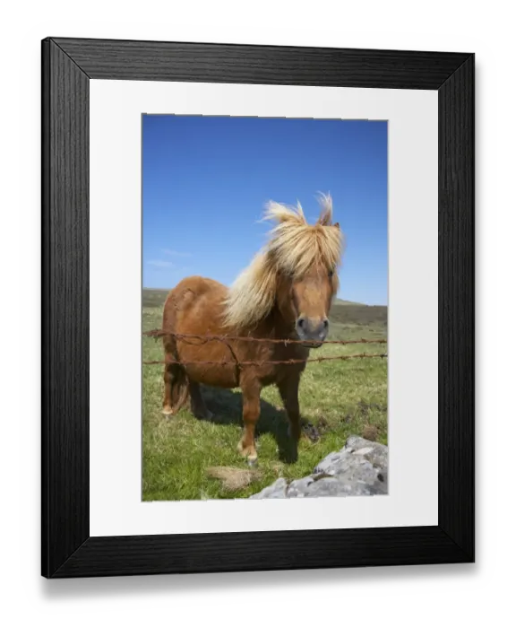Framed Print : Shetland Pony, adult, standing beside barbed wire fence, Unst, Shetland Islands, Scotland Framed Print : Shetland Pony, adult, standing beside barbed wire fence, Unst, Shetland Islands, Scotland