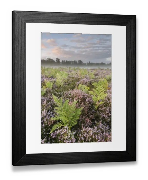 Framed Print : Bracken (Pteridium aquilinum) with Common Heather (Calluna vulgaris) flowering, growing on lowland heathland habitat at dawn, Hothfield Heathlands, Kent, England, august Framed Print : Bracken (Pteridium aquilinum) with Common Heather (Calluna vulgaris) flowering, growing on lowland heathland habitat at dawn, Hothfield Heathlands, Kent, England, august
