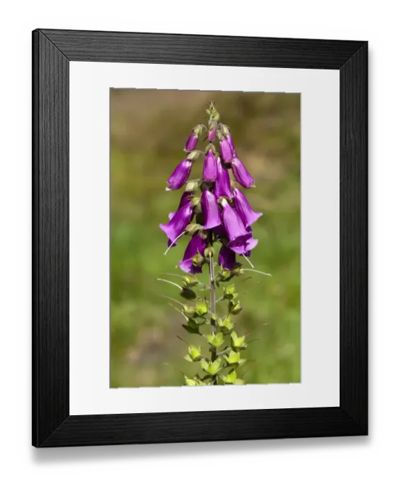 Framed Print : Common Foxglove (Digitalis purpurea) close-up of flowers and seedpods, England, july Framed Print : Common Foxglove (Digitalis purpurea) close-up of flowers and seedpods, England, july