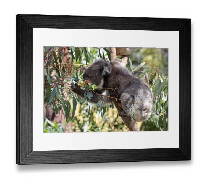 Framed Print : Koala (Phascolarctos cinereus) adult, feeding on eucalyptus leaves, South Australia, Australia Framed Print : Koala (Phascolarctos cinereus) adult, feeding on eucalyptus leaves, South Australia, Australia