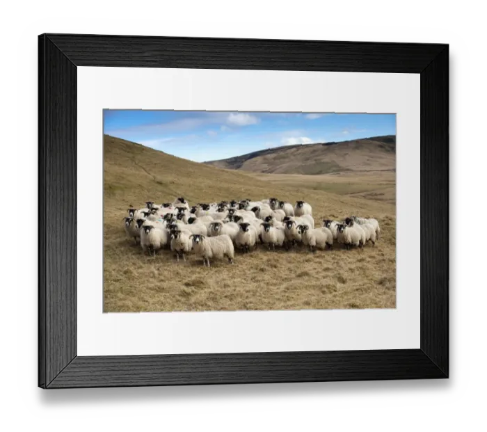 Framed Print : Domestic Sheep, Scottish Blackface ewes, flock standing on hill prior to lambing, England, march Framed Print : Domestic Sheep, Scottish Blackface ewes, flock standing on hill prior to lambing, England, march