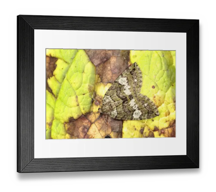 Framed Print : July Highflyer (Hydriomena furcata) adult, resting on leaf, Powys, Wales, august Framed Print : July Highflyer (Hydriomena furcata) adult, resting on leaf, Powys, Wales, august