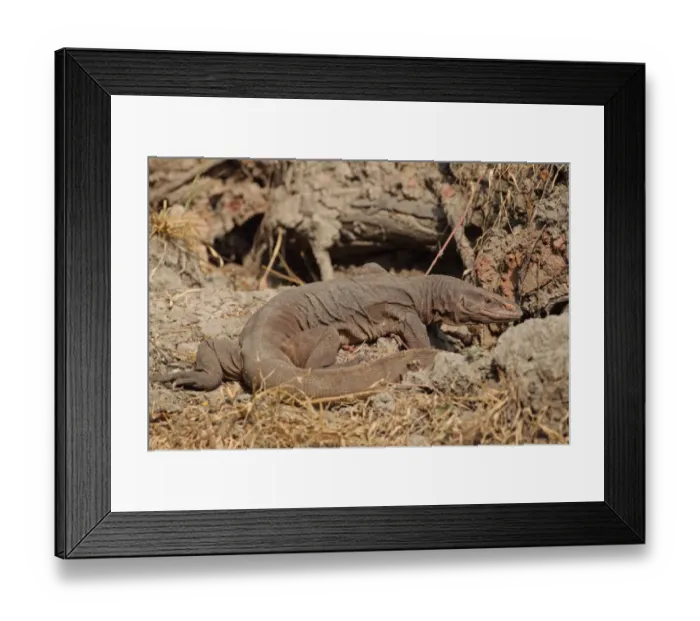 Framed Print : Bengal Monitor (Varanus bengalensis) adult, foraging on ground, India, november
