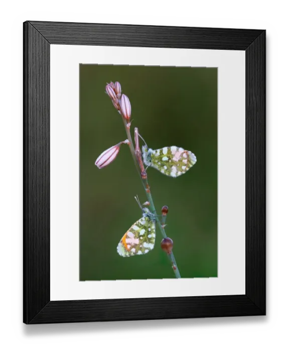 Framed Print : Gruner's Orange-tip (Anthocharis gruneri) two adult males, roosting on White Asphodel (Asphodelus albus) stem, Peloponesos, Southern Greece, april Framed Print : Gruner's Orange-tip (Anthocharis gruneri) two adult males, roosting on White Asphodel (Asphodelus albus) stem, Peloponesos, Southern Greece, april