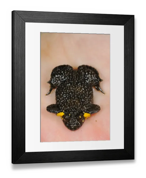 Framed Print : Yellow-bellied Toad (Bombina variegata) adult, in defensive posture on human hand, Italy, may Framed Print : Yellow-bellied Toad (Bombina variegata) adult, in defensive posture on human hand, Italy, may