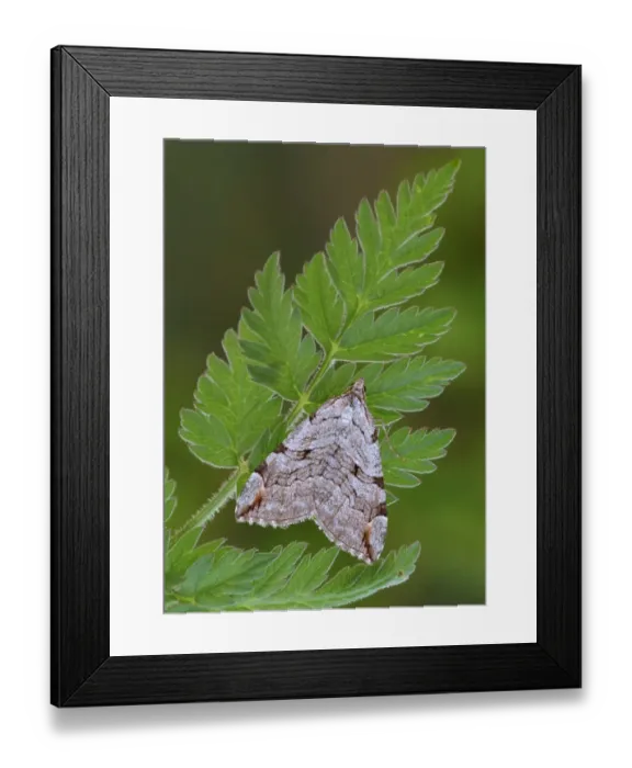 Framed Print : Treble-bar Moth (Aplocera plagiata) adult, resting on fern frond, Leicestershire, England, may Framed Print : Treble-bar Moth (Aplocera plagiata) adult, resting on fern frond, Leicestershire, England, may