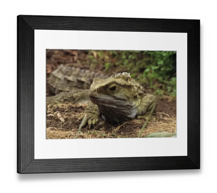 Framed Print : Tuatara (Sphenodon punctatus) Henry, adult male, over one hundred years old, Southland Museum, Invercargill, South Island, New Zealand Framed Print : Tuatara (Sphenodon punctatus) Henry, adult male, over one hundred years old, Southland Museum, Invercargill, South Island, New Zealand