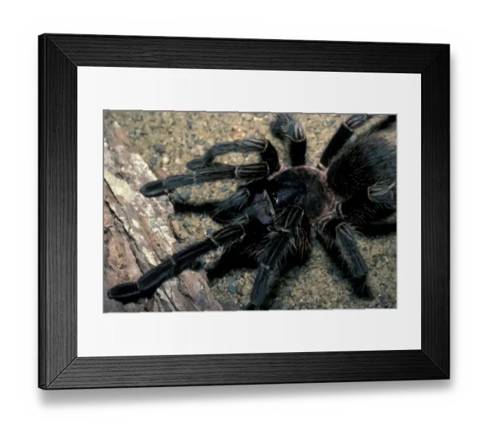 Framed Print : Spider - Texas Cinnamon Tarantula (Eurypelma chalcodes) Close-up Framed Print : Spider - Texas Cinnamon Tarantula (Eurypelma chalcodes) Close-up