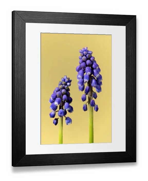 Framed Print : Grape Hyacinth (Muscari latifolium) close-up of two flowerspikes Framed Print : Grape Hyacinth (Muscari latifolium) close-up of two flowerspikes