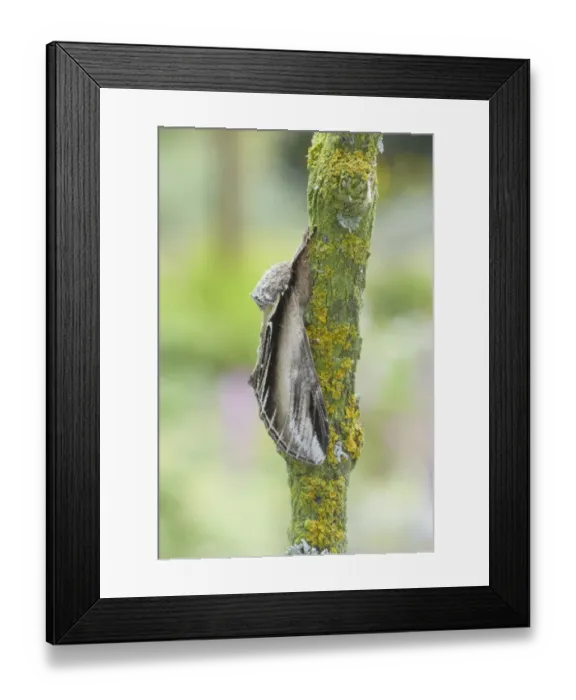 Framed Print : Swallow Prominent (Pheosia tremula) adult, resting on twig, Essex, England Framed Print : Swallow Prominent (Pheosia tremula) adult, resting on twig, Essex, England