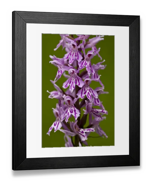Framed Print : Common Spotted Orchid (Dactylorhiza fuchsii) close-up of flowers, Slovenia, june Framed Print : Common Spotted Orchid (Dactylorhiza fuchsii) close-up of flowers, Slovenia, june