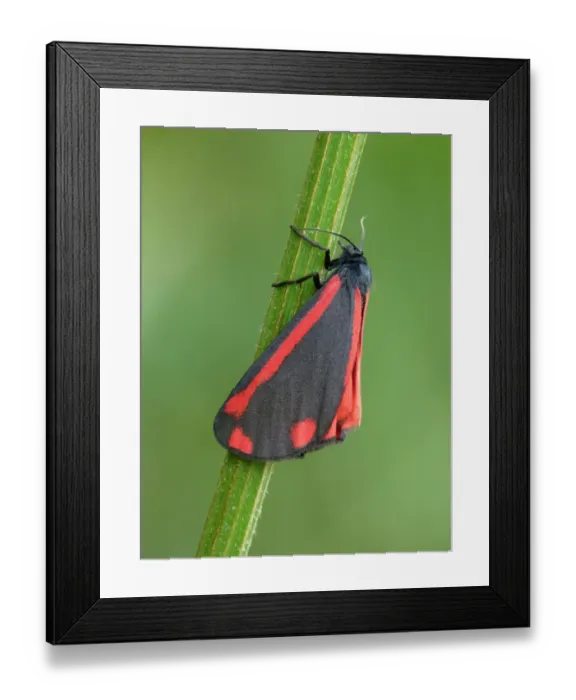 Framed Print : Cinnabar Moth (Tyria jacobaeae) adult female, resting on umbellifer stem, Scotland, june Framed Print : Cinnabar Moth (Tyria jacobaeae) adult female, resting on umbellifer stem, Scotland, june