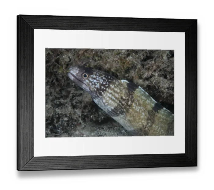 Framed Print : Barred Moray Eel (Echidna polyzona) adult, close-up of head, in reef at night, Waigeo Island, Raja Ampat, West Papua, New Guinea, Indonesia