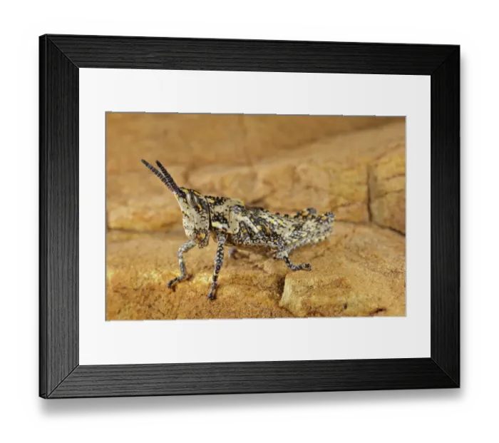 Framed Print : Foam Grasshopper (Ochrophlebia sp. ) subadult, standing on rock, Karoo Region, South Africa
