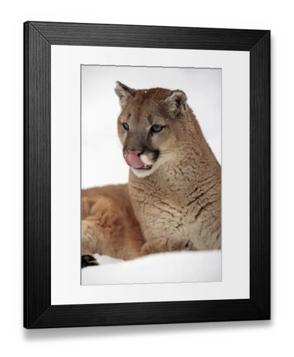 Framed Print : Puma (Felis concolor) adult, close-up of head, licking nose, resting in snow, Montana, U. S. A. winter (captive) Framed Print : Puma (Felis concolor) adult, close-up of head, licking nose, resting in snow, Montana, U. S. A. winter (captive)