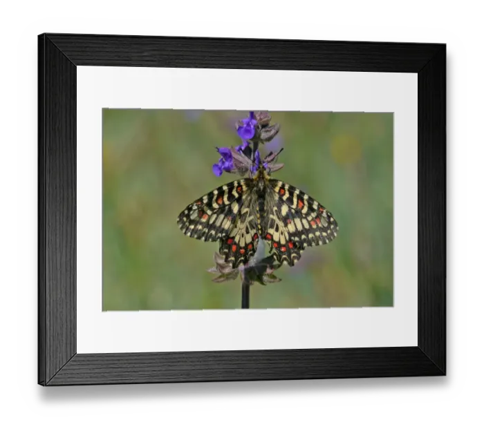 Framed Print : Spanish Festoon (Zerynthia rumina) adult, feeding on flower, Baracina, Portalegre District, Alentejo, Portugal, april Framed Print : Spanish Festoon (Zerynthia rumina) adult, feeding on flower, Baracina, Portalegre District, Alentejo, Portugal, april