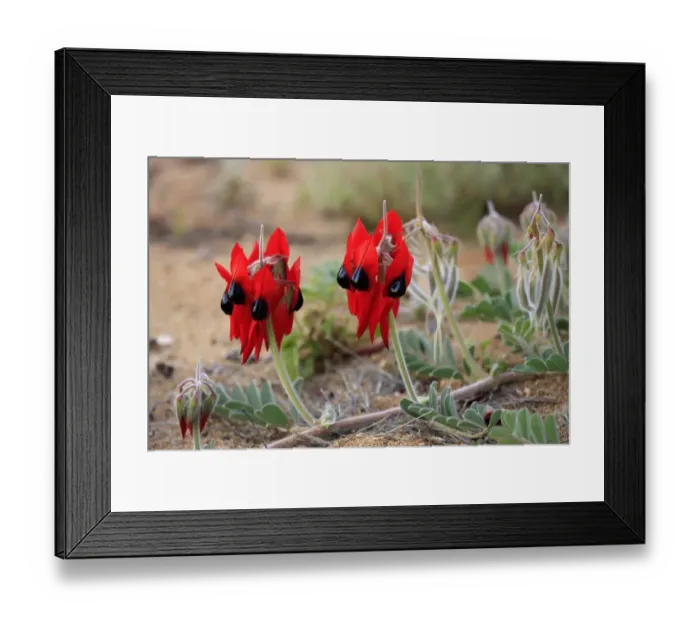 Framed Print : Sturt's Desert Pea (Swainsona formosus) flowering, Sturt N. P. New South Wales, Australia Framed Print : Sturt's Desert Pea (Swainsona formosus) flowering, Sturt N. P. New South Wales, Australia