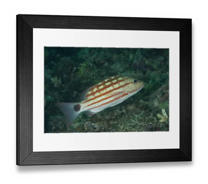 Framed Print : Checkered Snapper (Lutjanus decussatus) adult, swimming over reef, Sipadan Island, Sabah, Borneo, Malaysia Framed Print : Checkered Snapper (Lutjanus decussatus) adult, swimming over reef, Sipadan Island, Sabah, Borneo, Malaysia