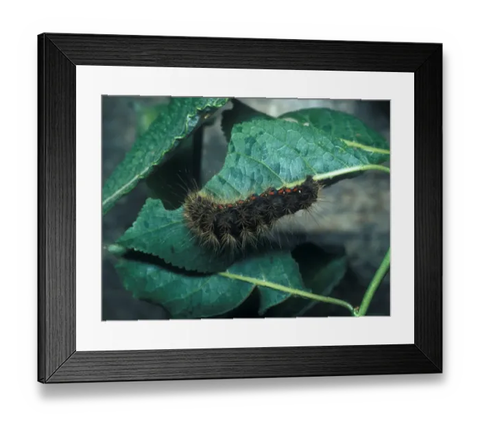 Framed Print : Moth - Grass Light Knot Larva (Acronicta menyanthidis) Close-up  /  on leaf