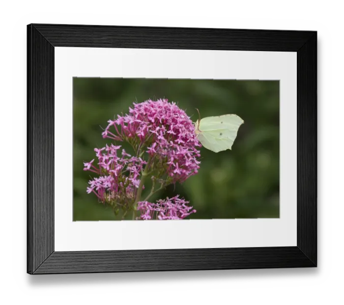 Framed Print : Brimstone Butterfly (Gonepteryx rhamni) adult, feeding on Red Valerian (Centranthus ruber) flowers in garden, England, june Framed Print : Brimstone Butterfly (Gonepteryx rhamni) adult, feeding on Red Valerian (Centranthus ruber) flowers in garden, England, june