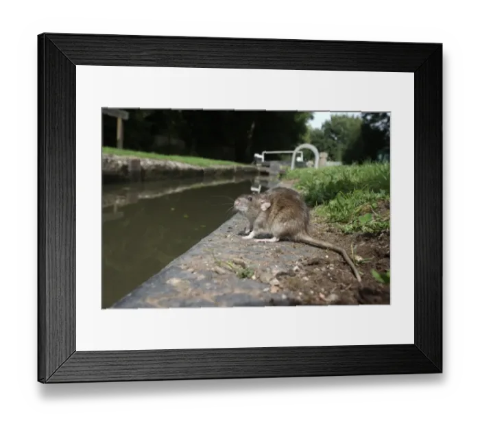 Framed Print : Brown Rat (Rattus norvegicus) adult, standing on canal bank, England, august (captive) Framed Print : Brown Rat (Rattus norvegicus) adult, standing on canal bank, England, august (captive)