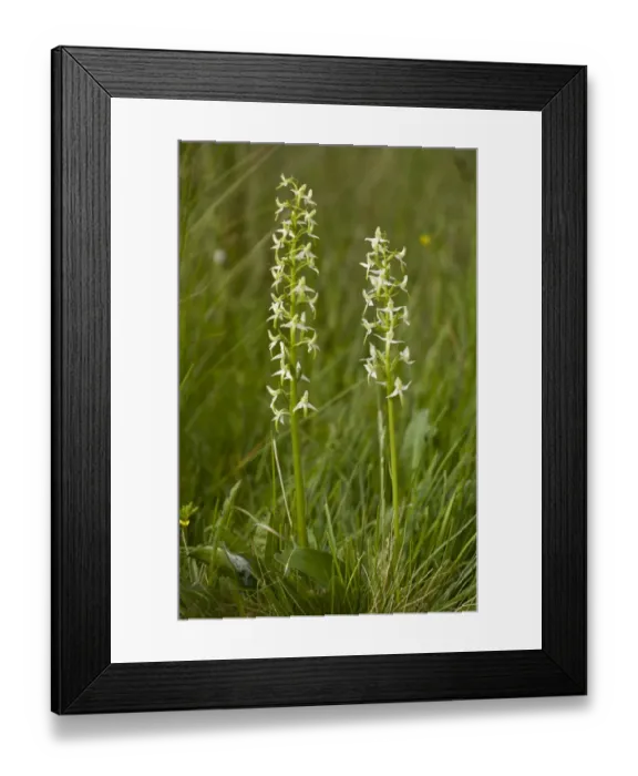 Framed Print : Lesser Butterfly Orchid (Platanthera bifolia) two flowerspikes, Northumberland, England, july