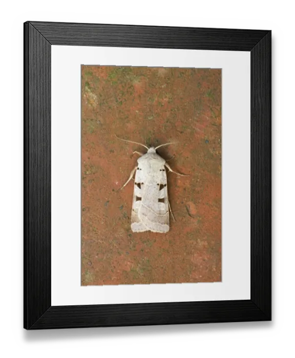 Framed Print : Autumnal Rustic (Eugnorisma glareosa) adult, Essex, England