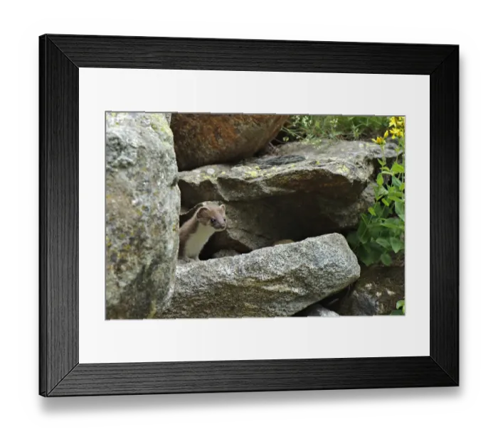 Framed Print : Stoat (Mustela erminea) adult, hunting amongst rocks, Italy, july Framed Print : Stoat (Mustela erminea) adult, hunting amongst rocks, Italy, july