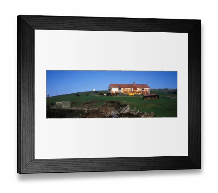 Framed Print : Falkland Islands Cattle by colourful house - Pebble Island Settlement - Falklands Framed Print : Falkland Islands Cattle by colourful house - Pebble Island Settlement - Falklands