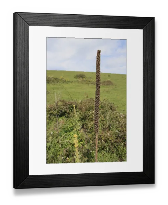 Framed Print : Great Mullein (Verbascum thapsus) seedhead, growing on chalk downland, Arreton Down, Arreton, Isle of Wight, England, june Framed Print : Great Mullein (Verbascum thapsus) seedhead, growing on chalk downland, Arreton Down, Arreton, Isle of Wight, England, june