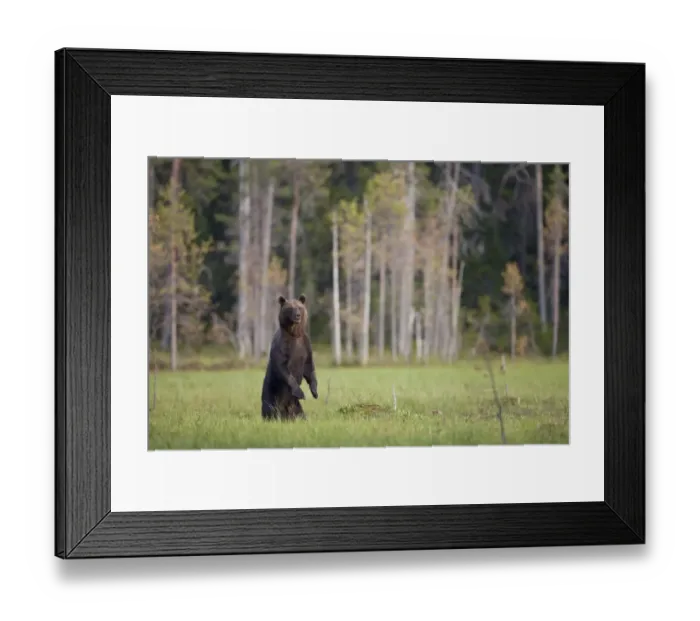 Framed Print : European Brown Bear (Ursus arctos arctos) adult, standing on hind legs at edge of forest habitat, Finland, july Framed Print : European Brown Bear (Ursus arctos arctos) adult, standing on hind legs at edge of forest habitat, Finland, july