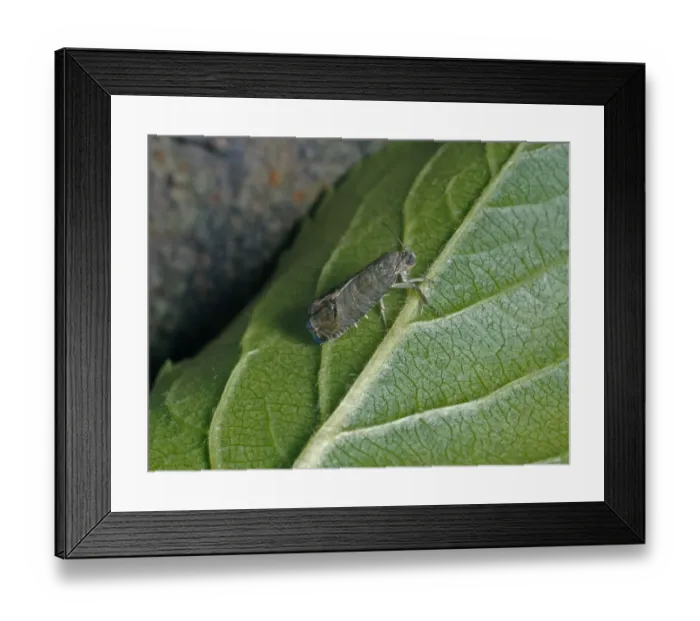 Framed Print : Codlin Moth (Cydia pomonella) On underside of green leaf