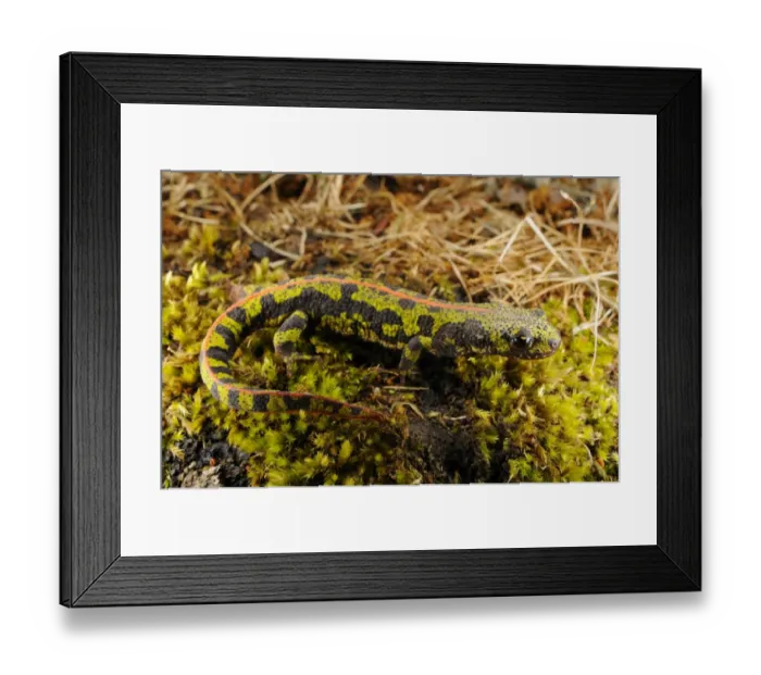 Framed Print : Marbled Newt (Triturus marmoratus) adult, terrestrial phase, walking on moss, Spain, september Framed Print : Marbled Newt (Triturus marmoratus) adult, terrestrial phase, walking on moss, Spain, september