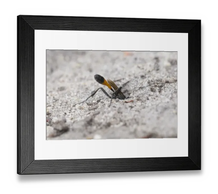 Framed Print : Sand Digger Wasp (Ammophila pubescens) adult, backfilling nesting chamber, England Framed Print : Sand Digger Wasp (Ammophila pubescens) adult, backfilling nesting chamber, England